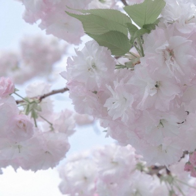 盘龙FurryQQ群介绍